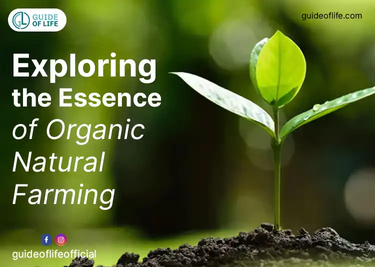Exploring the Essence of Organic Natural Farming