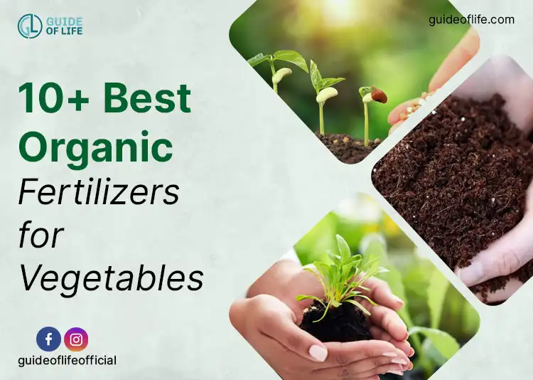 10+ Best Organic Fertilizers for Vegetables