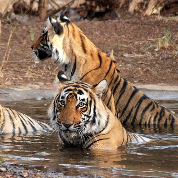 Sardarpur-Wildlife-Sanctuary-Madhya-Pradesh