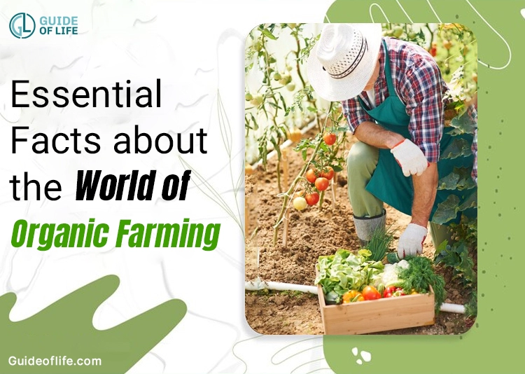 Essential Facts about the World of Organic Farming