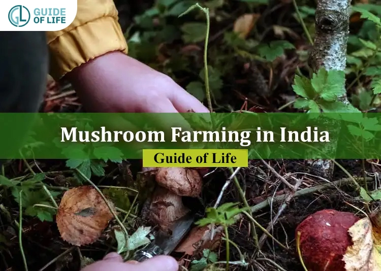 Mushroom Farming in India | Guide of Life